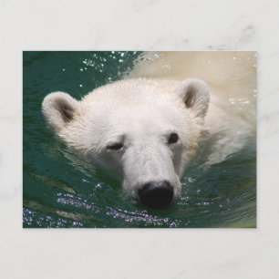 Carte Postale Un ours polaire qui fait froid