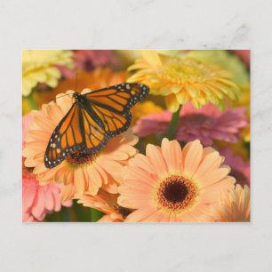 Carte Postale Un papillon de deuil