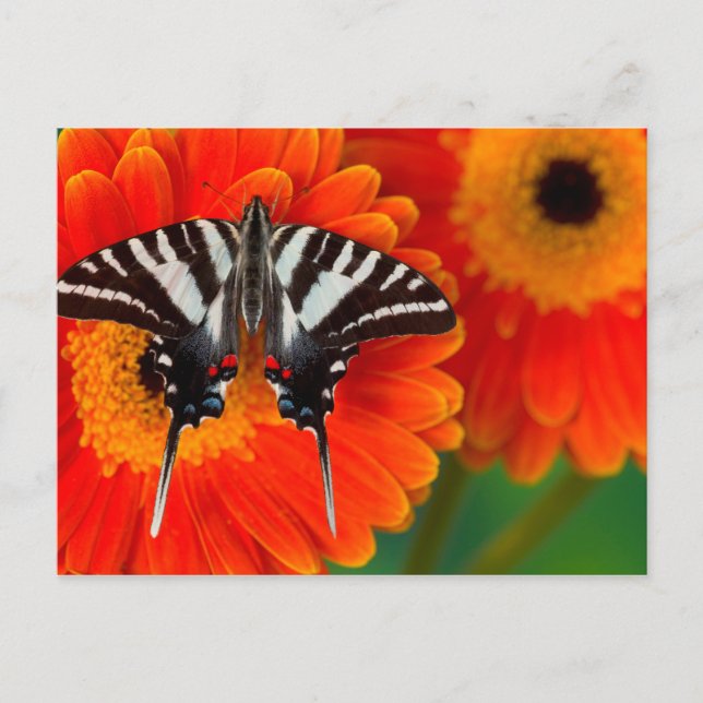 Carte Postale Un papillon de machaon de zèbre (Devant)