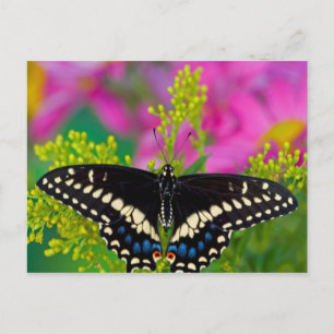 Carte Postale Un papillon swallowtail atterrissant
