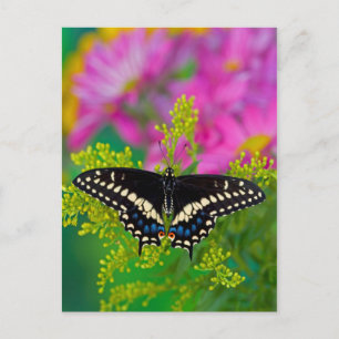 Carte Postale Un papillon swallowtail atterrissant
