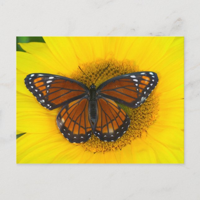 Carte Postale Un papillon vice-roi | Limenitis Archippus (Devant)