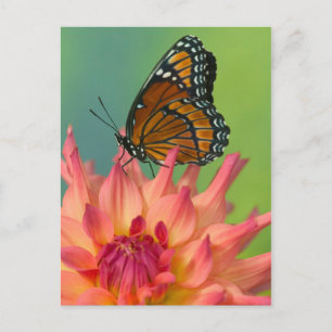 Carte Postale Un papillon vice-roi sur une Zinnia