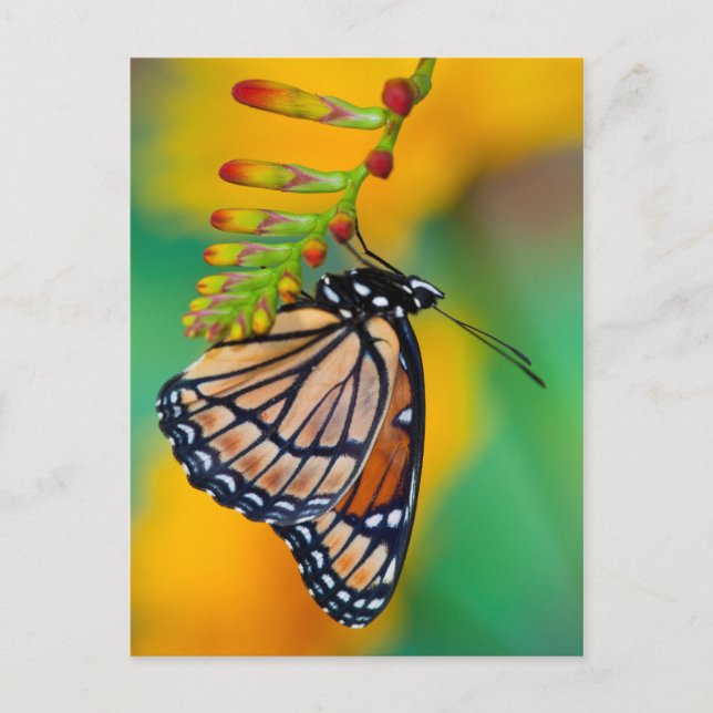 Carte Postale Un papillon Viceroy sur les fleurs (Devant)