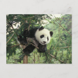 Carte Postale Un petit panda géant grimpe à un arbre, Wolong Val