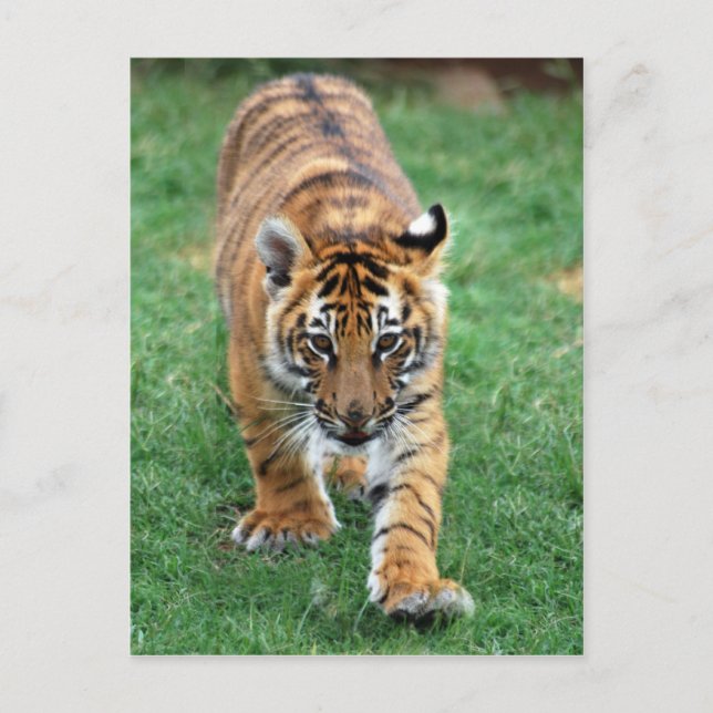 Carte Postale Un petit tigre mignon (Devant)
