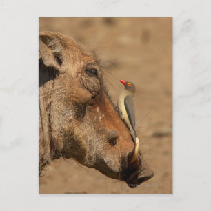 Carte Postale Un Pic sur un museau de guerre, Isimangaliso,