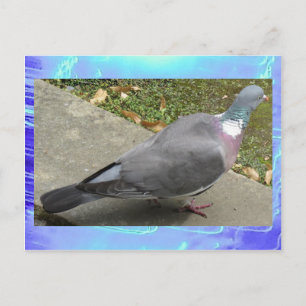 Carte postale - Un pigeon