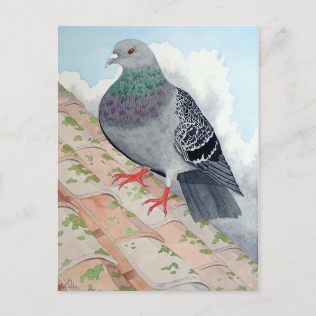 Carte Postale Un pigeon repose sur le toit (Devant)