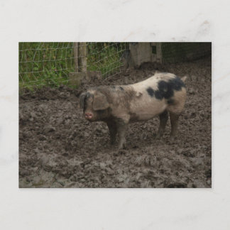 Carte Postale Un porc en canard