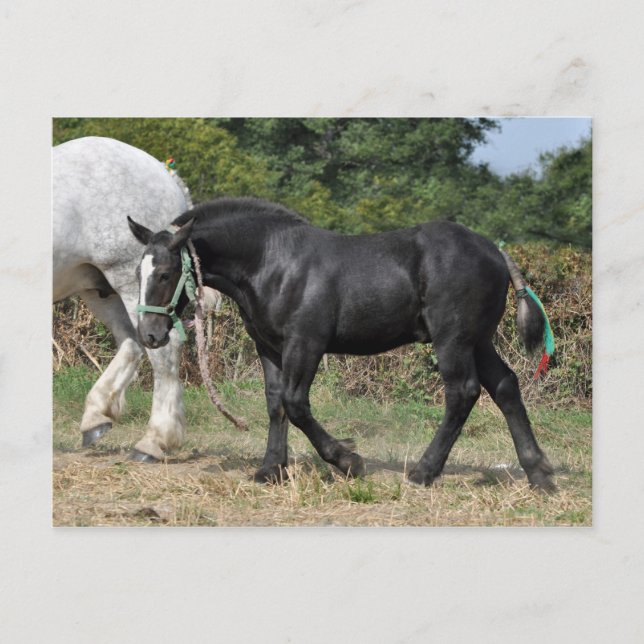 Carte Postale Un poulain Percheron noir en France (Devant)