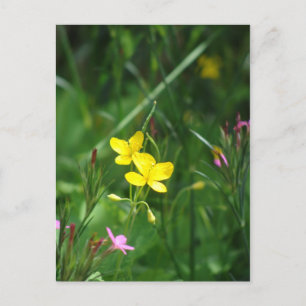 Carte Postale Un pré de printemps en Nouvelle-Angleterre