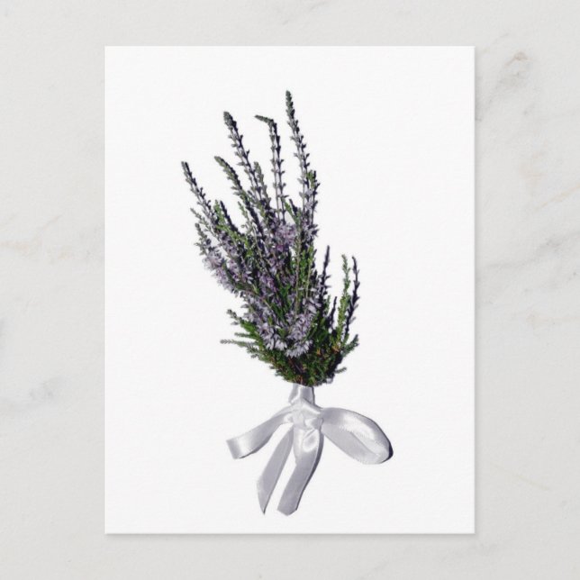 Carte Postale Un printemps de Heather en Écosse (Devant)