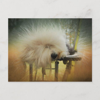 Carte Postale Un rayon de soleil !