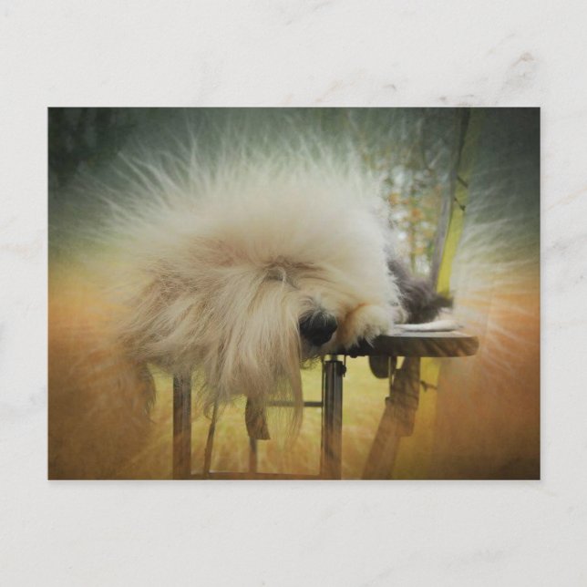 Carte Postale Un rayon de soleil ! (Devant)