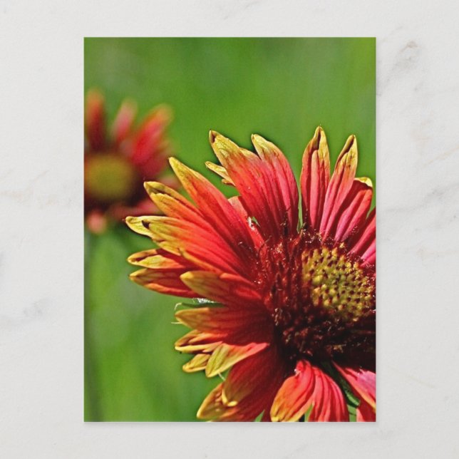 Carte Postale Un regard de plus près (Devant)