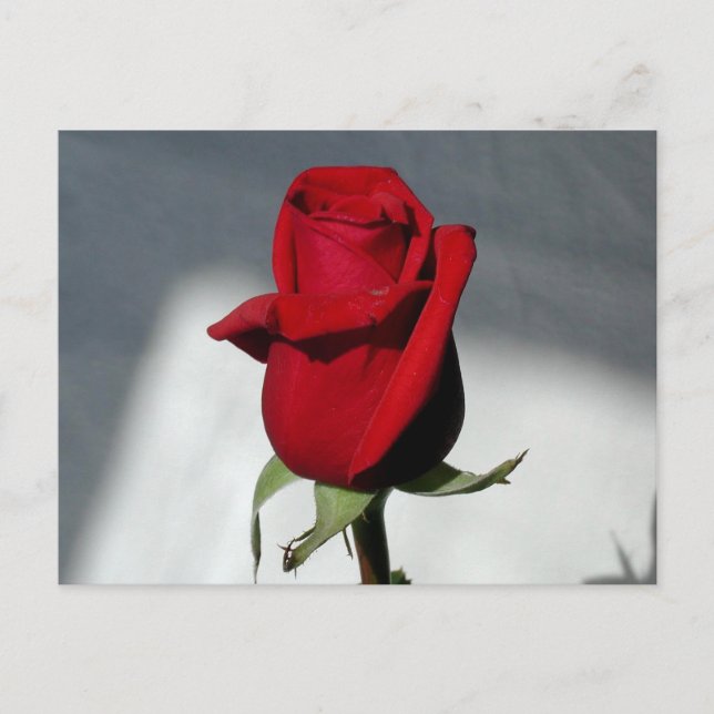 Carte Postale Un Rose (Devant)