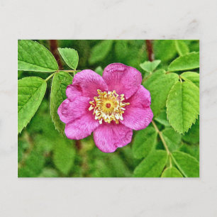 Carte Postale Un Rose sauvage