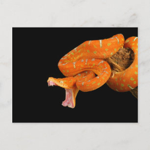 Carte Postale Un serpent python sur le point de se détacher.
