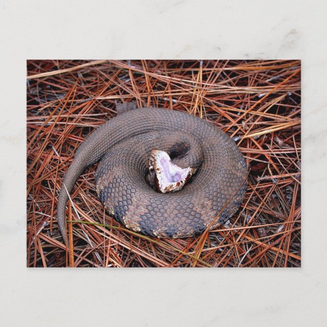 Carte Postale Un serpent venimeux de l'Est de Cottonmouth (Devant)
