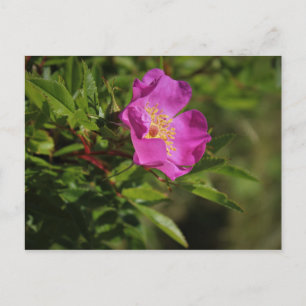 Carte Postale Un seul Rose sauvage