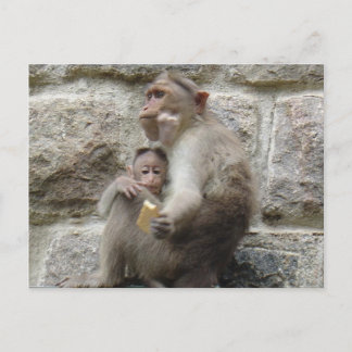 Carte Postale Un singe veut un biscuit