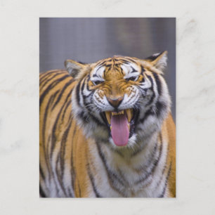 Carte Postale Un tigre rugissant, Taiwan, Taipei, Zoo de Taipei