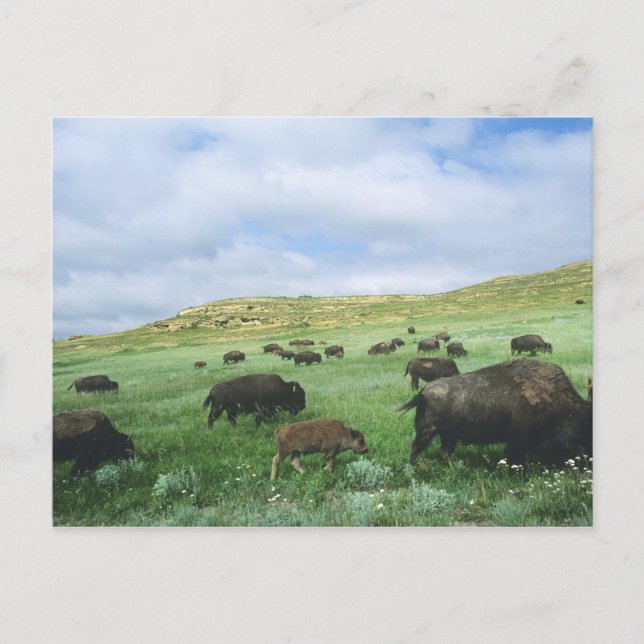 Carte Postale Un troupeau de bisons broutent l'herbe de prairie  (Devant)
