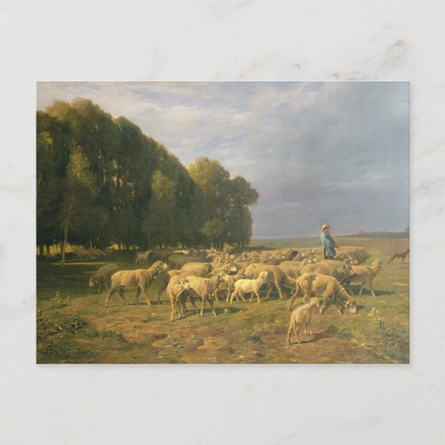 Carte Postale Un troupeau de moutons dans un paysage (Devant)