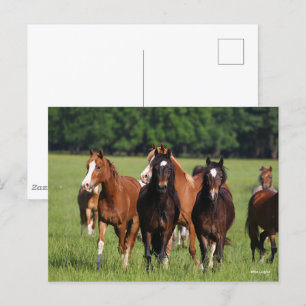 Carte Postale Un troupeau de poneys gallois debout dans le champ