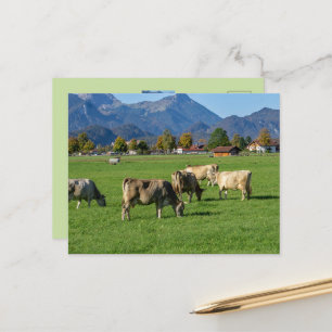Carte Postale Un troupeau de vaches en Allgäu, Bavière, Allemagn