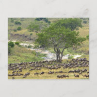 Un troupeau massif de Bêtes sauvages pendant la mi