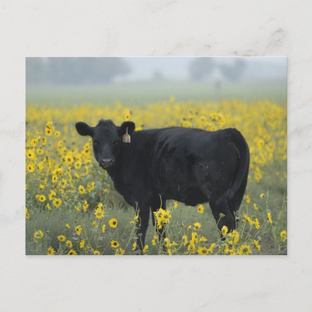 Carte Postale Un veau au milieu des tournesols du Nebraska (Devant)