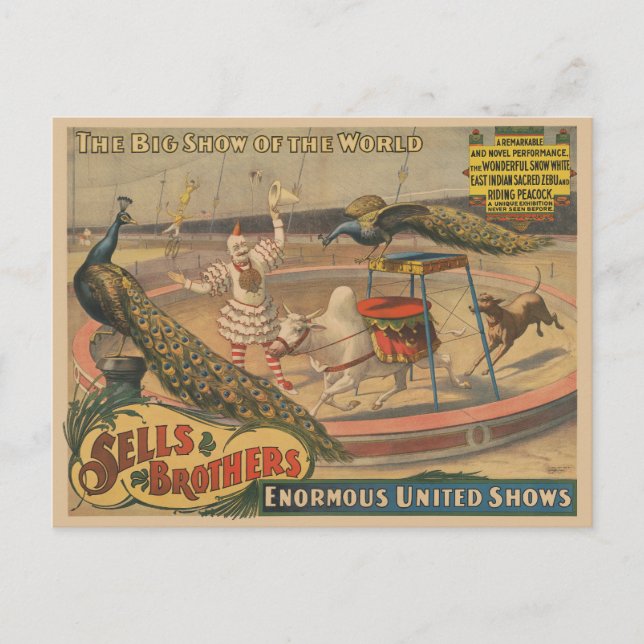Carte Postale Un Zébu Et Un Peacock Avec Un Entraîneur De Clown (Devant)