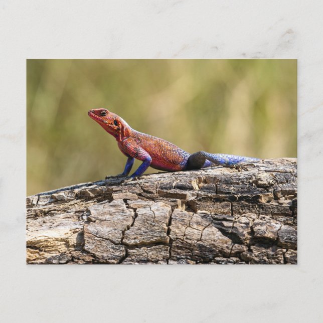 Carte Postale Une Agama Mwanzae prend un bain de soleil (Devant)