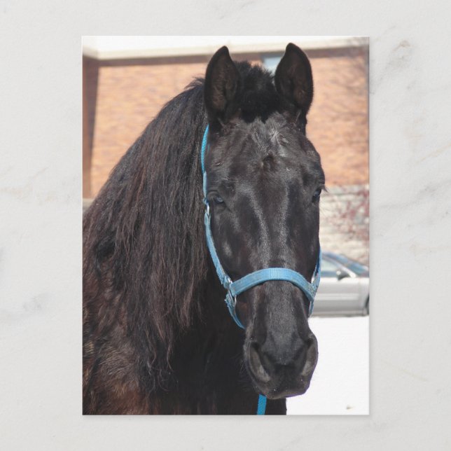 Carte Postale Une beauté noire (Devant)