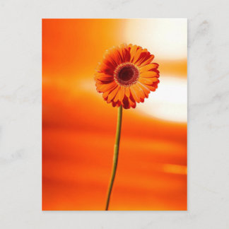 Carte Postale Une belle fleur en été