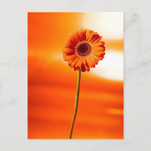 Carte Postale Une belle fleur en été (Devant)