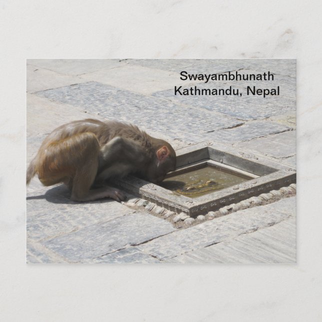 Carte Postale Une boisson chaude à Swayambhunath (Devant)