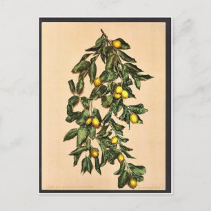 Carte Postale Une branche de citrons, Limone, Garda, Lac de, Ita