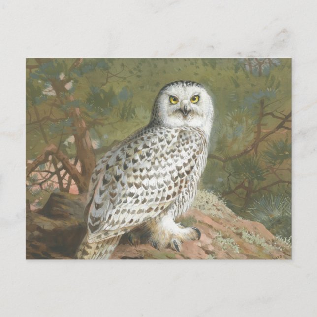 Carte Postale Une Chouette neigeuse par Archibald Thorburn (Devant)