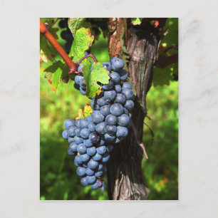 Carte Postale Une grappe de raisins Merlot mûrs sur une vigne av