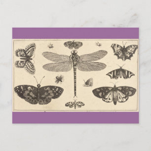 Carte Postale Une libellule, des coccinelles et des papillons