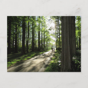 Carte Postale Une marche en forêt : Parc de Mizumoto, Tokyo