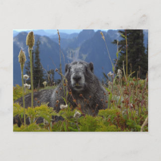 Carte Postale Une marmotte dans le paradis dans le pair de