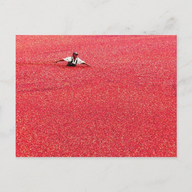 Carte Postale Une mer de canneberges rouges (Devant)