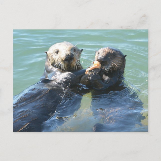 Carte Postale Une mère de loutre de mer qui nourrit son petit (Devant)