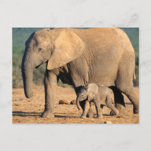 Carte Postale Une mère éléphant d'Afrique et son petit en déplac