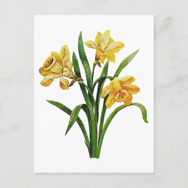 Carte Postale Une multitude dorée de jonquilles brodées (Devant)