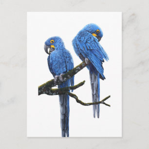 Carte Postale Une paire de macaws Hyacinth